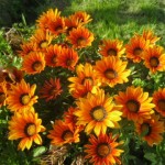 Գացանիա փայլուն, Гацания блестящая, Gazania Splendens