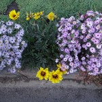 Աստղածաղիկ կորեական, астра, aster