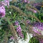 Բուդլեյա, буддлея, buddleia