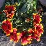 Գայլարդիա գաճաճ, гайлардия, gaillardia