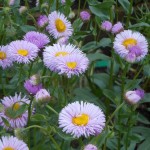 Աստղածաղիկ ալպիական, Астра, Aster alpinus