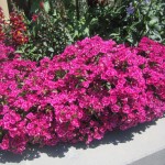 Մեխակ գաճաճ, Гвоздика Dianthus