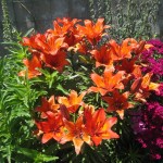 Շուշան, Лилия, Lilium