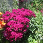 Մեխակ թուրքական, Гвоздика турецкая, Dianthus barbatus