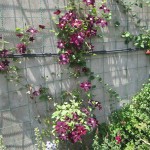 Կլեմատիս,clematis