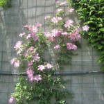 Կլեմատիս,clematis