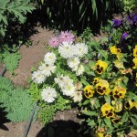 Հողմածաղիկ, Ветреница, Anemone