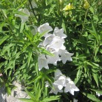 Զանգակածաղիկ դեղձատերև սպիտակ, Колокольчик, Campanula persicifolia alba