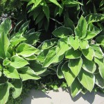 հոստա, hosta