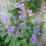 Զանգակածաղիկ լայնատերև, Колокольчик крупно листный, Campanula latifolia