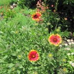 Գայլարդիա, гайлардия, gaillardia