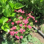 Մարգարիտկա բազմամյա, Маргаритка многолетняя, Bellis perennis