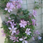 Կլեմատիս,clematis