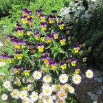 Անյուտայի աչիկներ, Մանուշակ եռագույն, Фиалка анютины глазки, Viola tricolor