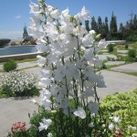 Զանգակածաղիկ դեղձատերև սպիտակ, Колокольчик, Campanula persicifolia alba