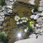 հիրիկ ջրային դեղին, iris