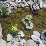 Հիրիկ ջրային դեղին, Ирис водный/болотный/ желтый, Iris