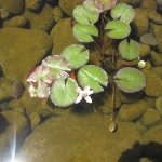 Ջրաշուշան սպիտակ,Հարսնամատ, Кувшинка белая, Nymphaea alba