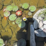 Ջրաշուշան սպիտակ,Հարսնամատ, Кувшинка белая, Nymphaea alba