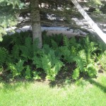 պտեր, Птерис, Pteris