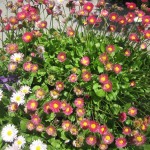 Մարգարիտկա բազմամյա, Маргаритка многолетняя, Bellis perennis