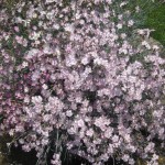 Մեխակ, Гвоздика, Dianthus