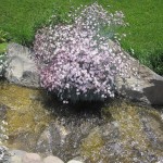 Մեխակ, Гвоздика, Dianthus