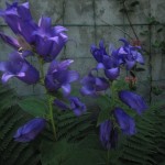 Զանգակածաղիկ լայնատերև, Колокольчик крупно листный, Campanula latifolia