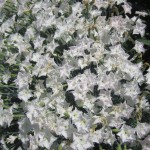 Մեխակ, Гвоздика, Dianthus