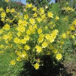 Արծվամագիլ,Ջրընկալ/ակվիլիգիա/, Водосбор, Aquilegia