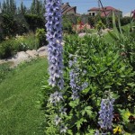 դելֆինյում, delphinium