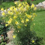 Արծվամագիլ,Ջրընկալ/ակվիլիգիա/, Водосбор, Aquilegia