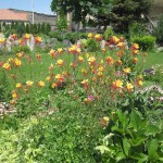 Արծվամագիլ,Ջրընկալ/ակվիլիգիա/, Водосбор, Aquilegia