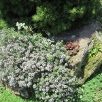 Ուրց, чебрец, тимьян, Thymus
