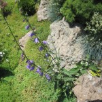 Զանգակածաղիկ, Колокольчик, campanula rapunculoides