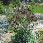 Արծվամագիլ,Ջրընկալ/ակվիլիգիա/, Водосбор, Aquilegia