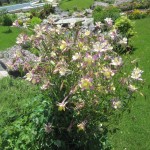 Արծվամագիլ,Ջրընկալ/ակվիլիգիա/, Водосбор, Aquilegia