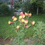 Արծվամագիլ,Ջրընկալ/ակվիլիգիա/, Водосбор, Aquilegia