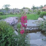 Շնիկ/Շան բերան/, Անթիրինում, Львиный зев, Antirrhinum majus