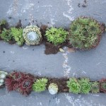 Քարբեկ, Камнеломка, Saxifraga