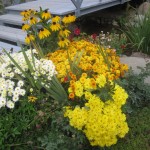 քրիզանթեմ և ռուդբեկիա