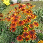 Ռուդբեկիա, Рудбекия, Rudbeckia