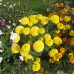 Թավշածաղիկ, Бархатцы, Tagetes