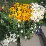 Քրիզանթեմ, Хризантема, Chrysanthemum