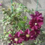 Կլեմատիս,clematis