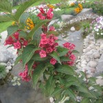 Վեյգելյա առատածաղիկ, weigela floribunda