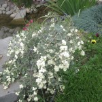 Ձյունապտղիկ, Снежная ягода, Symphoricarpus