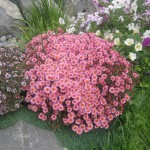 Քրիզանթեմ գնդաձև, Хризантема шаровидная, Chrysanthemum globosa
