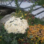 Քրիզանթեմ, Хризантема, Chrysanthemum