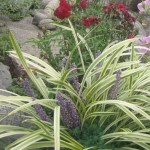 Լիռիոպե, Лириопе, Liriope